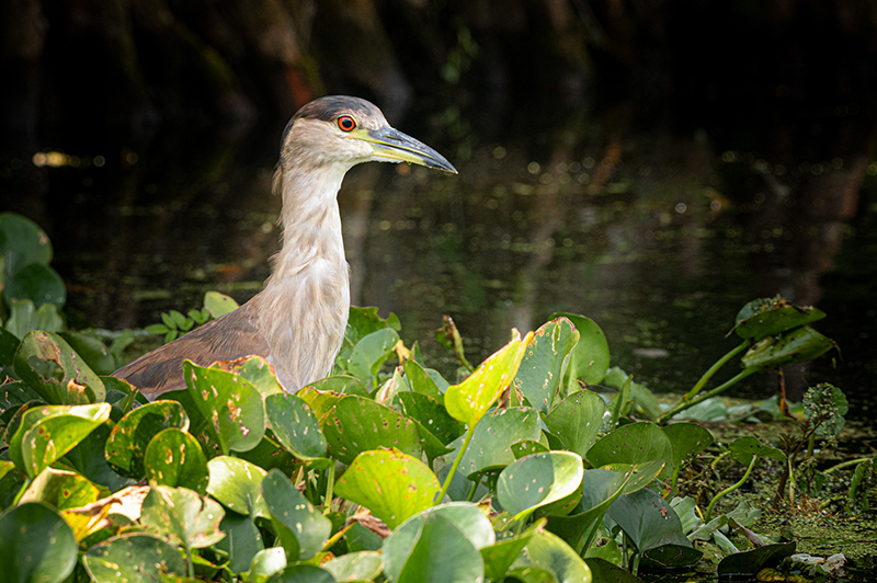 Bird at Suwannee River