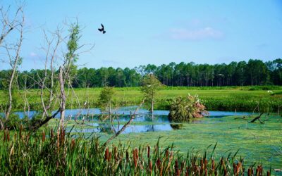 Innovative Wetlands with Nature at Work