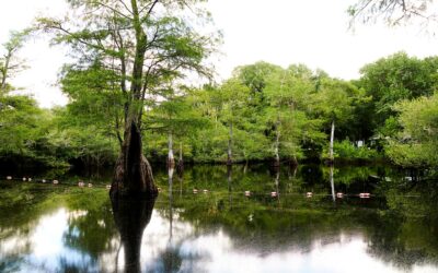 Preserving Rock Bluff Springs through conservation